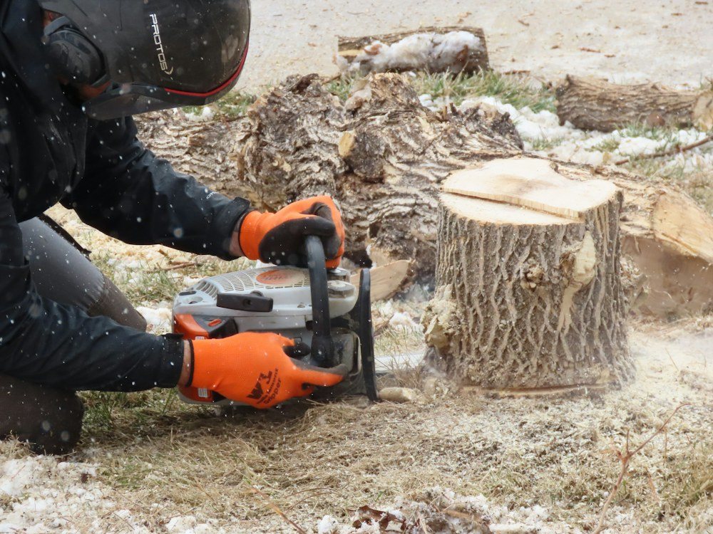 A chainsaw cutting through a tree trunk, sawdust spraying