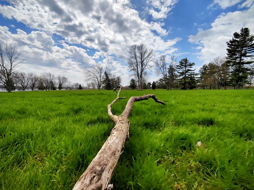 A fallen tree trunk lying across a lawn at the edge of the woods after a storm