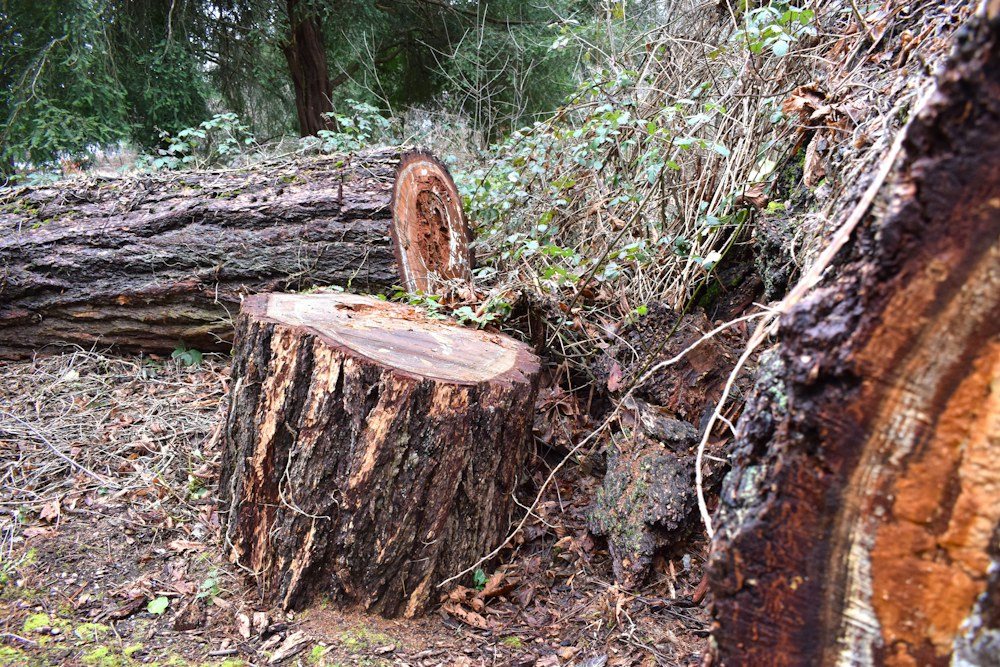 A cut, ringed cross-section of a tree trunk after a completed removal