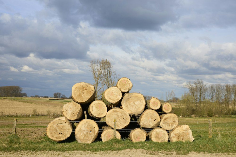 A chainsaw resting on a freshly cut log after a tree removal