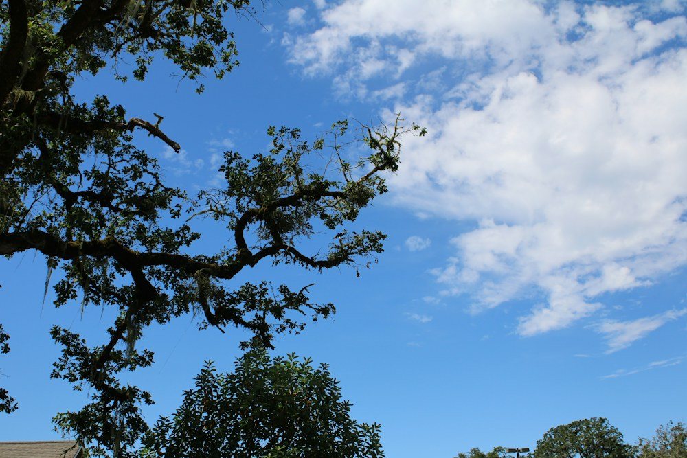 The spreading canopy of a mature oak viewed from below after pruning