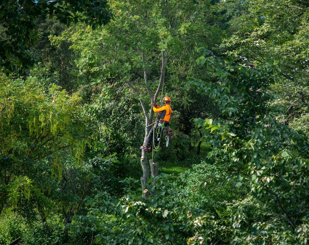 A roped-in climber sectioning a bare hardwood trunk against the sky, a cut piece swinging away on a rigging line