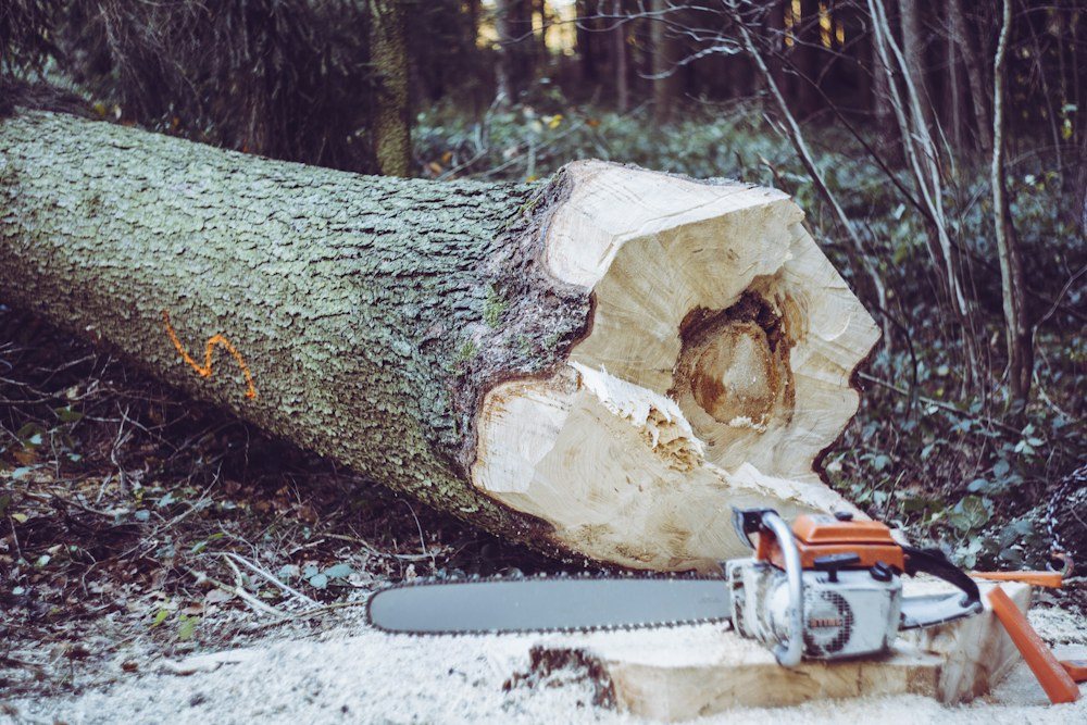Hands gripping a chainsaw beside a felled trunk during a removal