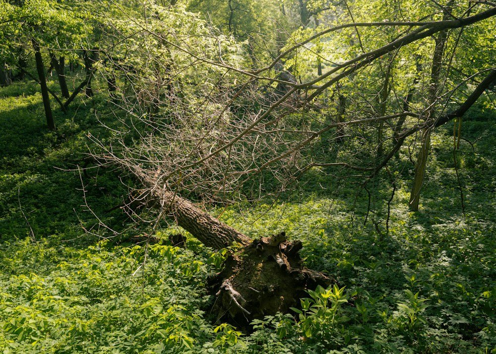 Storm-snapped tree trunks with their broken tops hanging against the sky