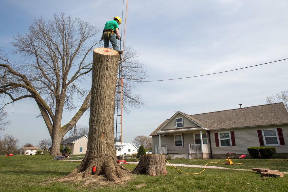 A climber cutting the top off a trunk, sawdust spraying from the saw