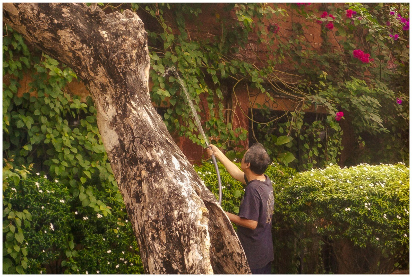 A climber roped into the trunk of a tall tree, cutting a limb inside the canopy
