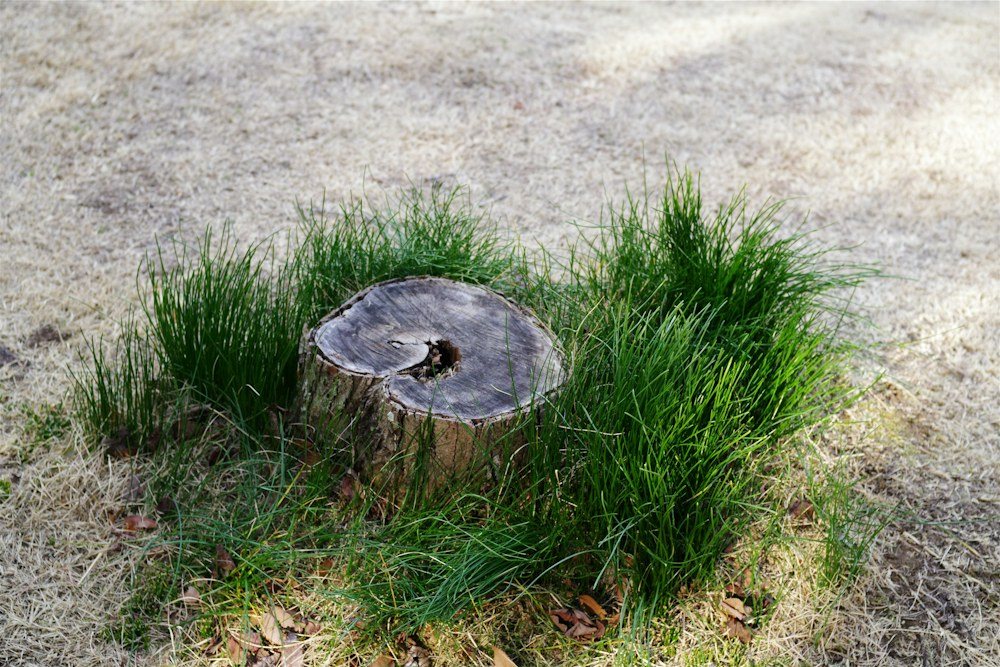 A wide cut stump left in a mowed lawn, before grinding